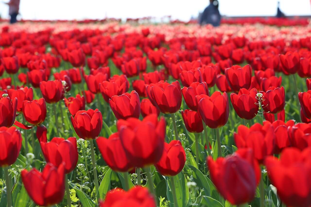 Field Of Red Tulips On Sunny Day